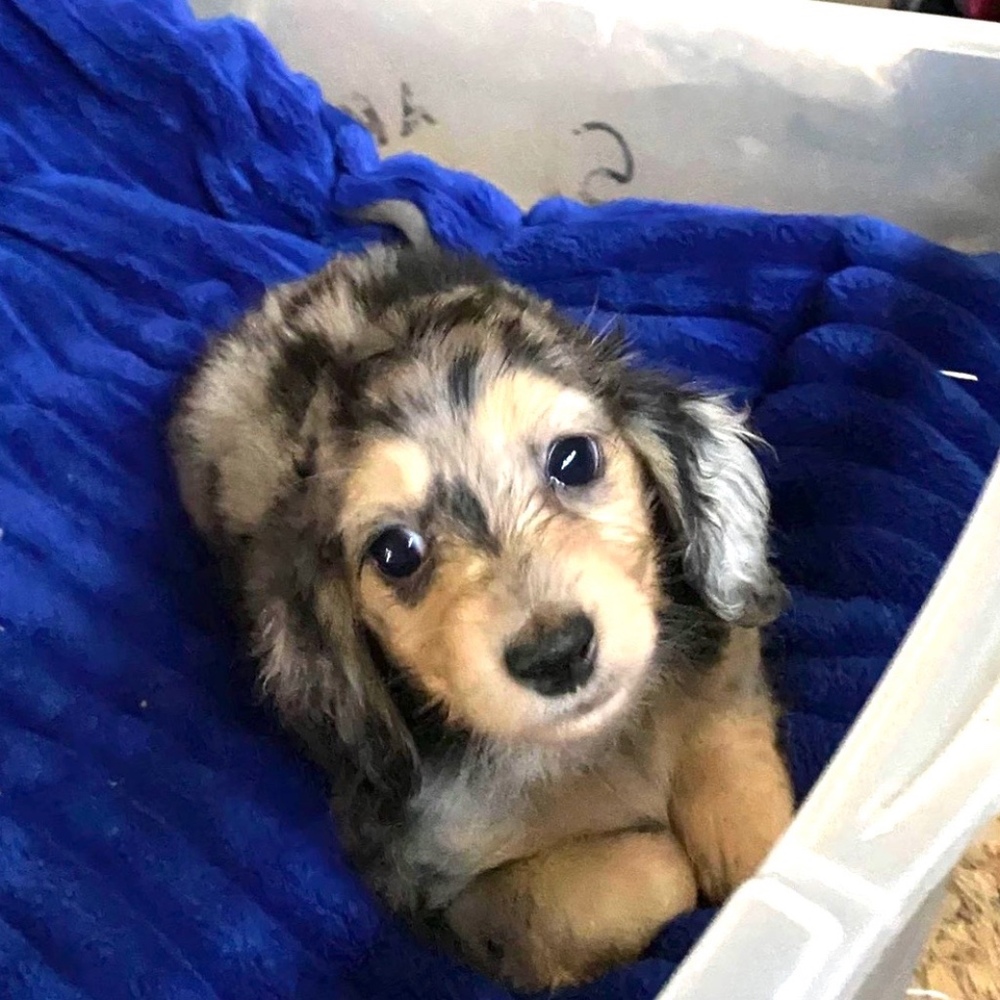 Meet your Posher, Kinnley